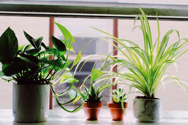 How Air Purifier Plants Improve Indoor Air Quality