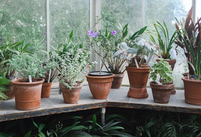 Best Indoor Plants to Gift in a Pot for Every Occasion