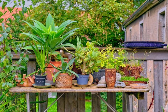 How to Protect Outdoor Plants During Extreme Weather Conditions